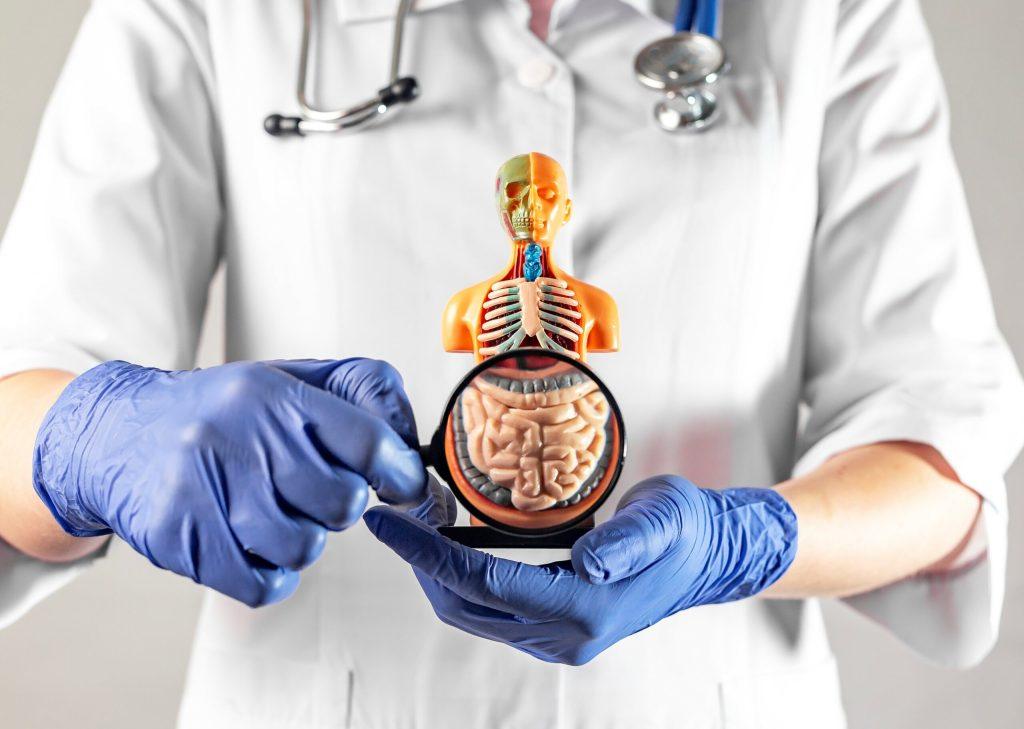 A person in a white lab coat and blue gloves holds a small human torso model, closely examining the digestive system with a magnifying glass to illustrate concepts similar to those explored in a colonoscopy procedure.
